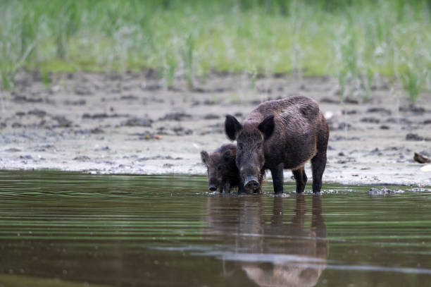 istock Wild boar and piglet drinking water in river in front of forest 2191060852