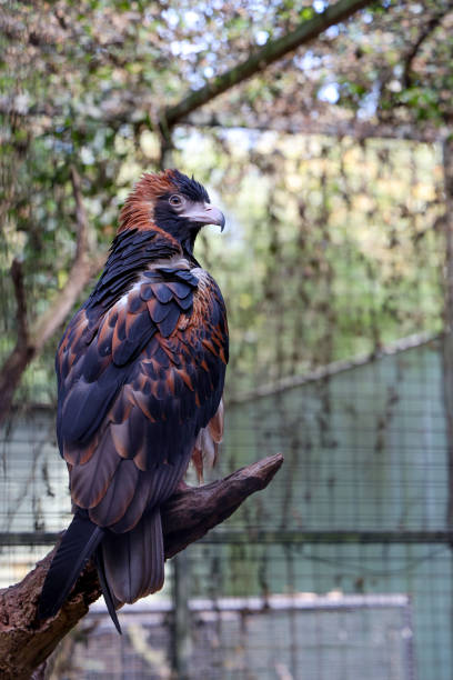 istock The black breasted buzzard is predator in nature at australia 2191061193