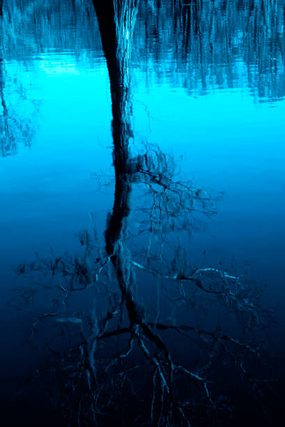 Reflection of a Bald Cypress tree in a swamp, Caddo Lake, between Louisiana and Texas, USA