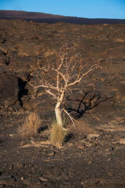 istock Volcanic landscape in the Danakil depression 2191064820