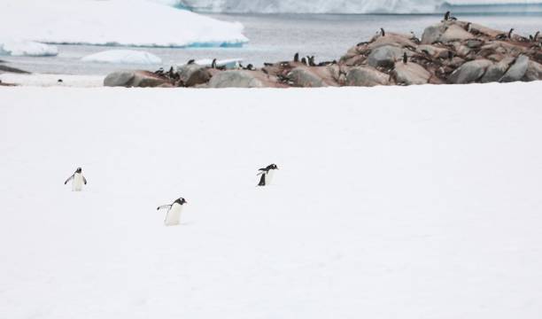 istock Gentoo penguins on the Antarctic continent 2191064831