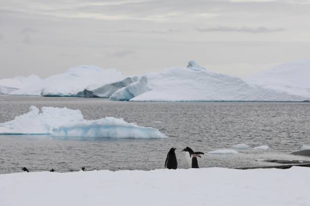 istock two gentoo penguin - Antarctica 2191064884