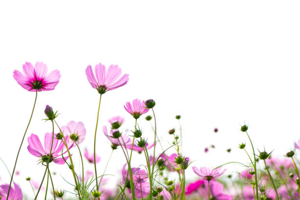 pink cosmos flower isolated on white background. flower concept