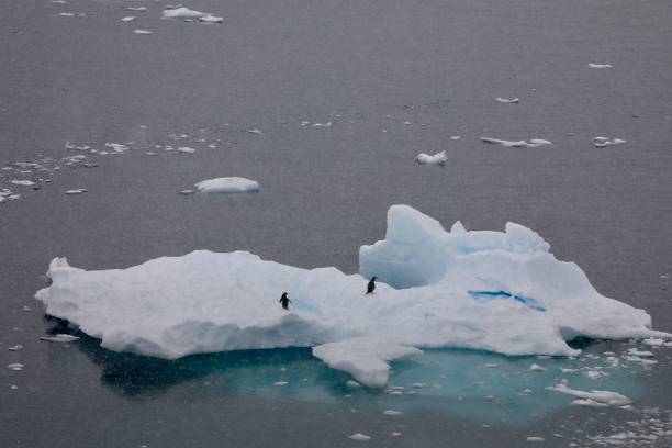 istock gentoo penguin in iceberg  - Antarctica 2191064944