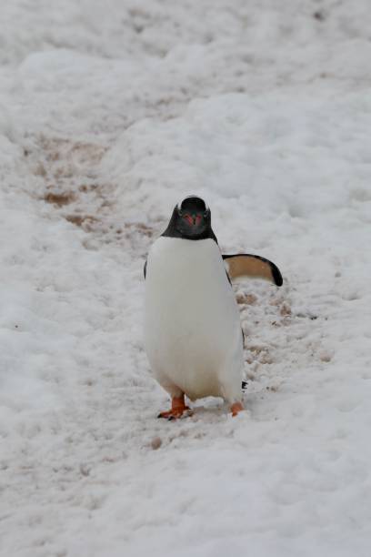 istock a gentoo penguin walks on a penguin highway 2191064987