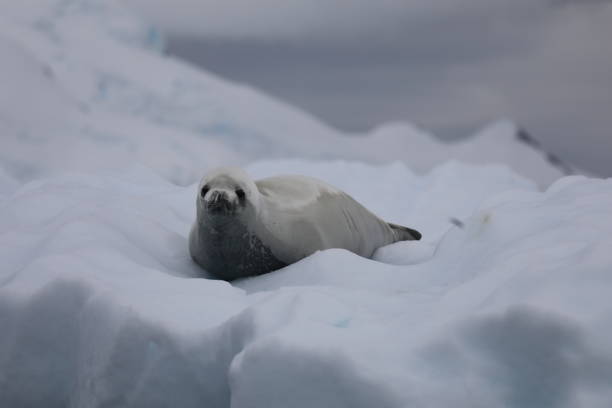 Crabeater seal on an iceberg in Paradise Harbor - Antarctica
