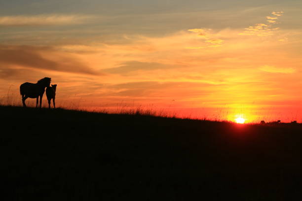 istock sunset on the savanna 2191065824