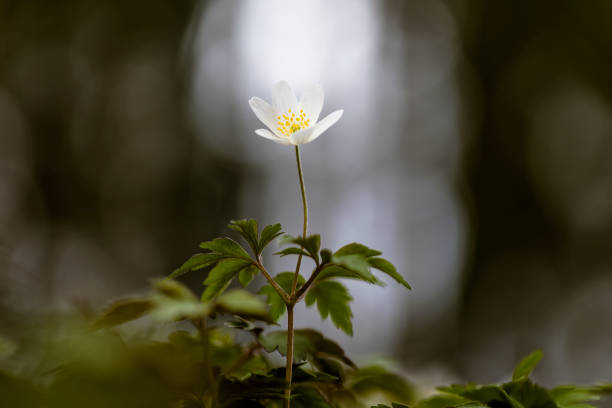 Wood anemone (Anemone nemorosa) in the forest