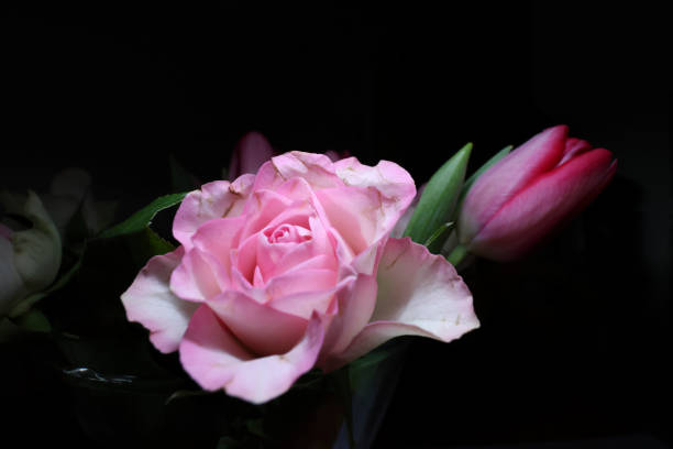 istock Studioshot stillife of pink rose black backround with text space 2191066430