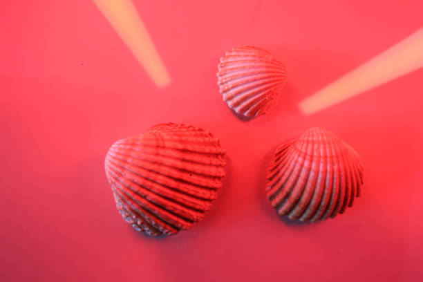 Shell collection: shells of various colors, decorations