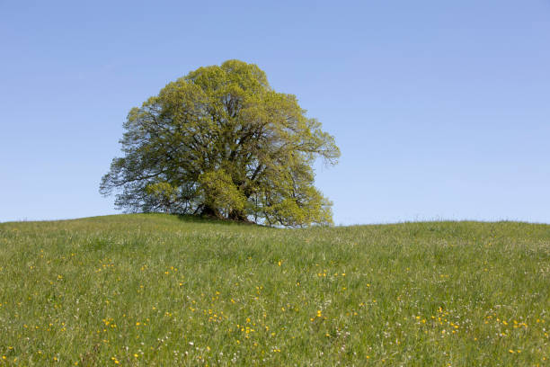 istock Free-standing green oak tree in spring, Germany 2191066619