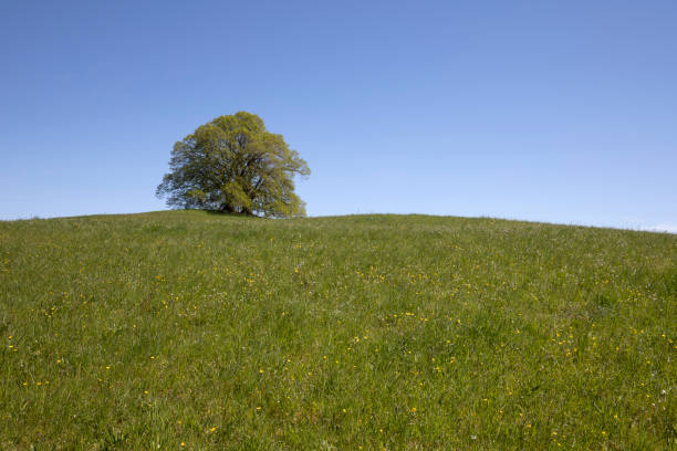 istock Free-standing green oak tree in spring, Germany 2191066626