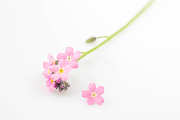 istock Forget-me-not flowers on a white background 2191066640