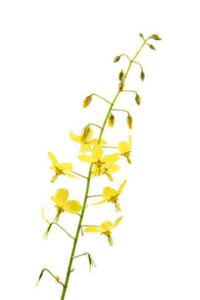 istock Fairy flower (Epimedium), isolated on white background 2191066691
