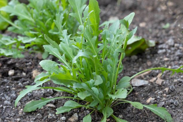 istock Young rocket salad in the garden bed 2191066721