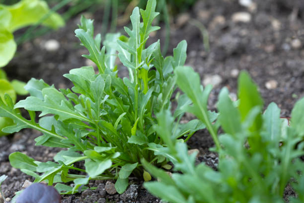 istock Young rocket salad in the garden bed 2191066725
