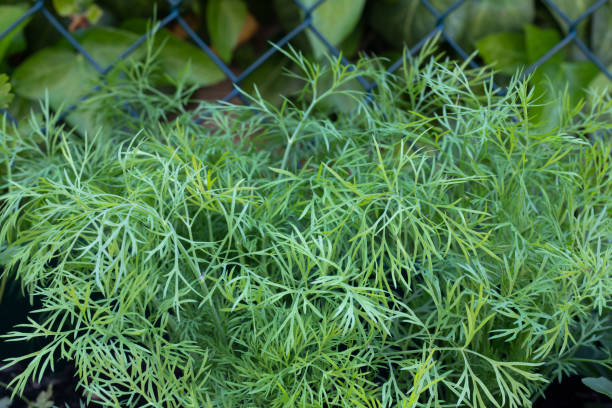 istock Dill plants growing in a garden 2191066744