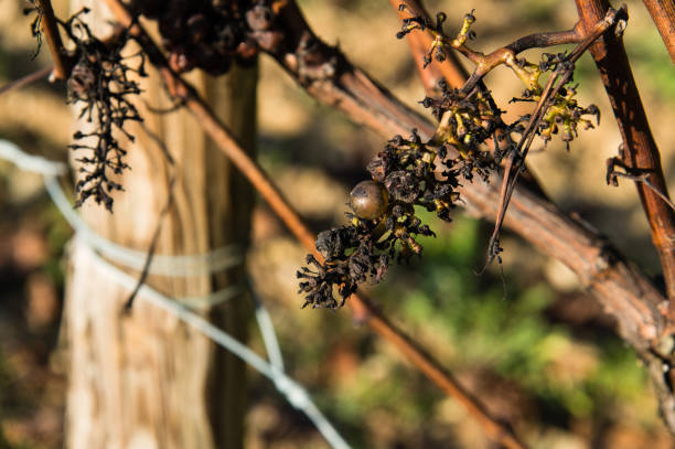 istock Blue Pinot Noir grape bunch with partly moldy grapes on leafless vine in Hautes-Cotes-de-Nuits in November 2191068023