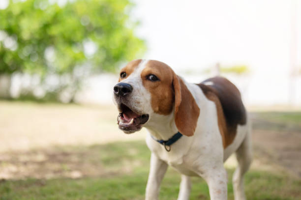 istock Portrait of beagle dog on park background 2191069057