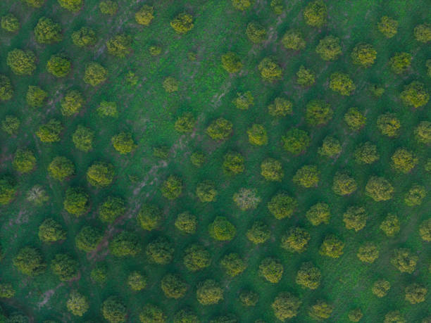 Growing new trees agriculture field