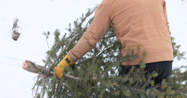 istock Young man carries Christmas tree after chopping, while it snows gently 2191072061