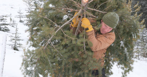 istock Young man carries Christmas tree after chopping, while it snows gently 2191072062