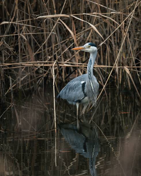 istock Heron in Tranquil Wetland 2191073628