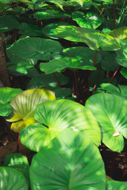 istock Beautiful Natural Green Forest in Thailand. 2191075045
