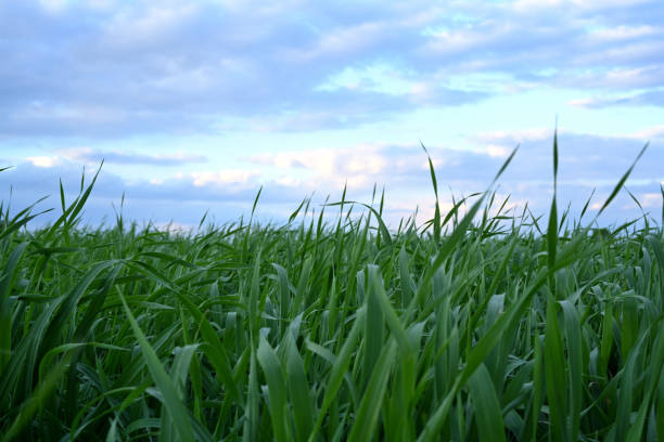 A peaceful horizontal photograph showcasing a lush green grass field stretching toward the horizon under a vibrant blue sky filled with soft, scattered clouds. The natural textures of the grass blades and the serene color palette create a harmonious and tranquil scene, perfect for themes of nature, growth, simplicity, and the beauty of the outdoors.