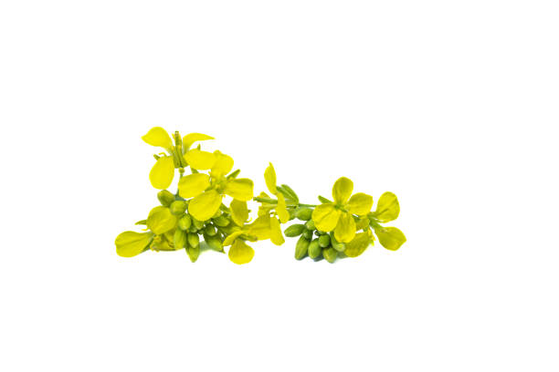 Mustard flower ( brassica juncea) with seeds over white background