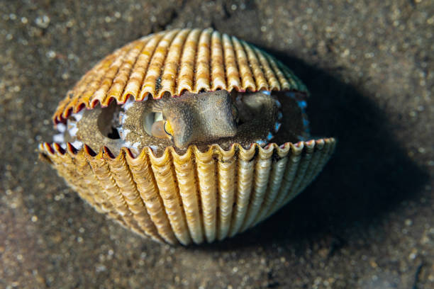 istock Veined Octopus or Coconut Octopus Amphioctopus marginatus in Bivalve Shell, Lembeh Strait, Indonesia 2191079299