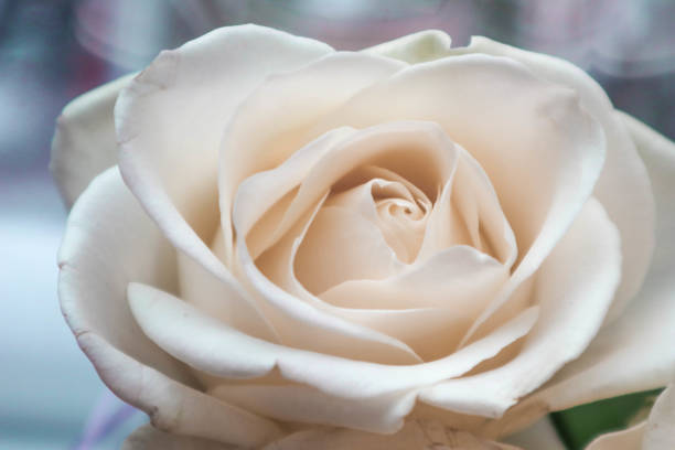 Nature Abstract: Lost in the Gentle Folds of the Delicate White Rose