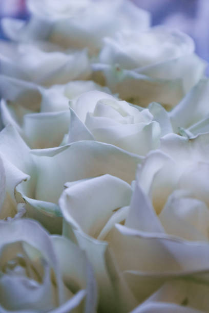 The Moonstone rose is a stunning hybrid tea variety known for its large, luminous blooms that feature a blend of creamy white petals edged in delicate pink. This rose combines elegance with impressive form, making it a popular choice for cutting gardens and exhibition. Moonstone is cherished for its soft coloring, classic rose shape, and impressive bloom size.