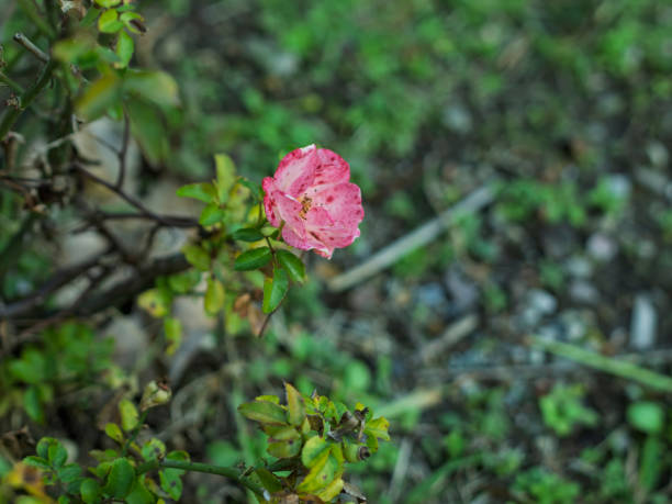 Close up of a beautiful pink rose blooming in a Cape Cod garden