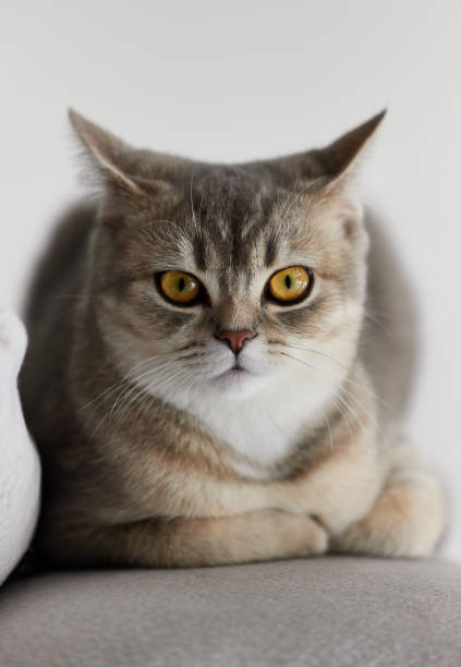 istock british short hair cat is sitting 2191079953