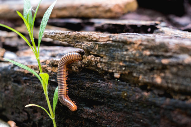 istock Close up millipede moving on old wooden 2191079957