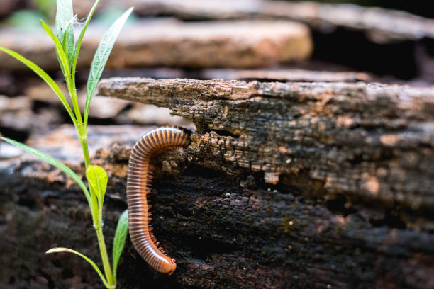 istock Close up millipede moving on old wooden 2191079958