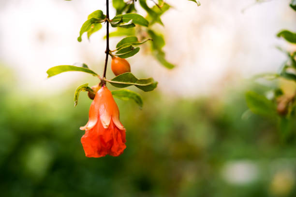 Close up red flower pomegranate  (Punica granatum) on branch with bokeh background