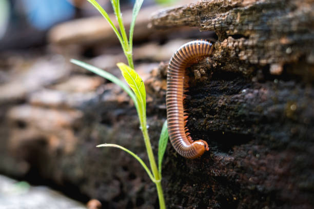 istock Close up millipede moving on old wooden 2191079963