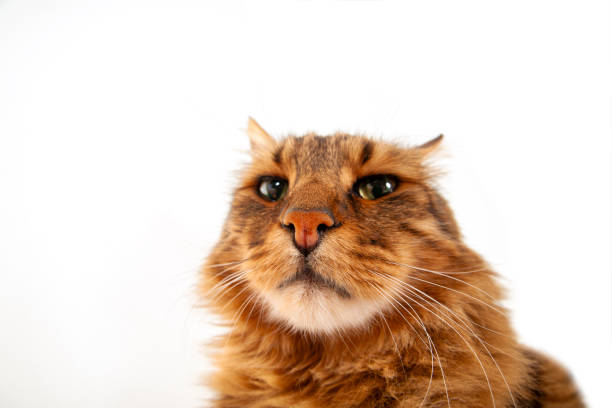 Long Haired Cat Posing in Front of black