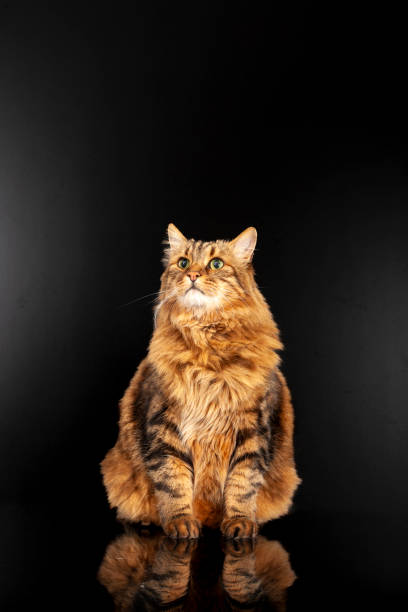 istock Long Haired Cat Posing in Front of black 2191081232