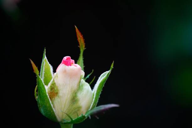White pink rose flower isolated on white background. Botanical photography for creative design.