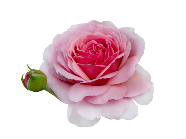 Beautiful Pink Rose Stock Photo - Download Image Now - Beauty