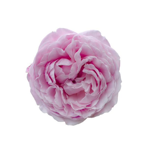 istock Fresh beautiful pink rose isolated on white background 2191085085
