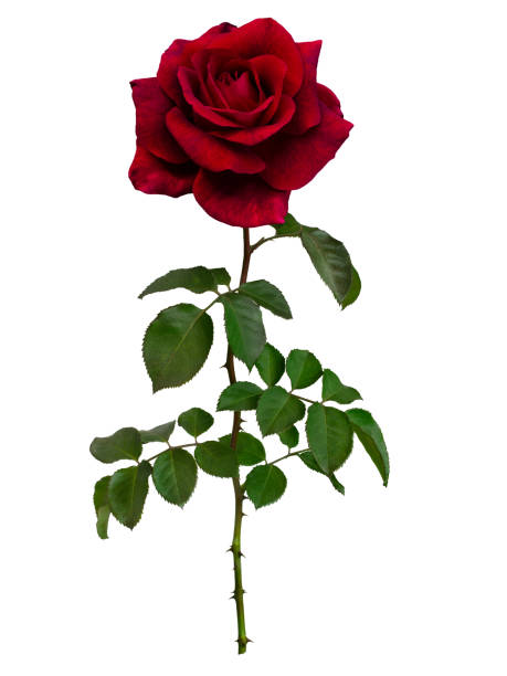 istock Dark red rose with green leaves isolated on white 2191085154