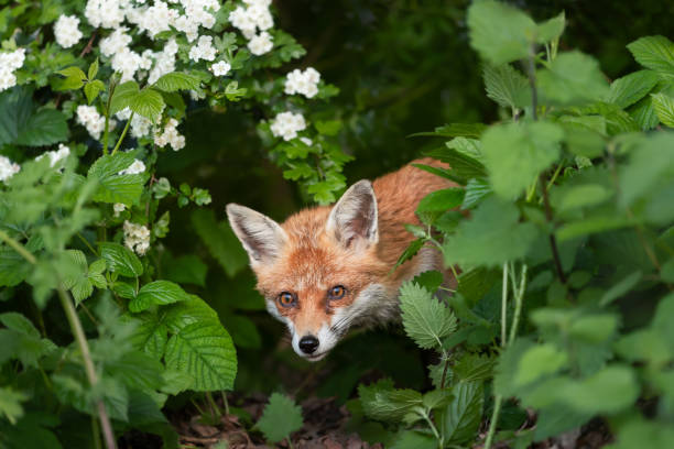 single little fox puppy  on tree stump in garden in berlin in the spring sun