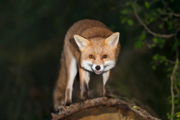 istock Portrait of a cute red fox standing on a tree in a forest at night 2191085346