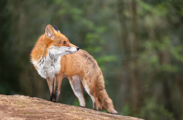 istock Portrait of a cute red fox standing on a tree in a forest 2191085378