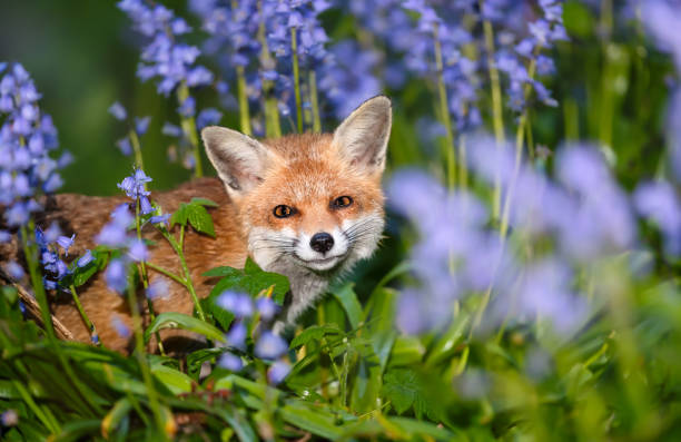istock Portrait of a cute red fox amongst bluebells in spring 2191085391