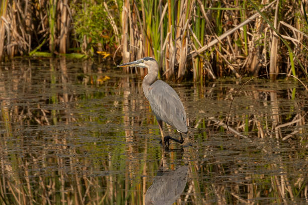 istock Great Blue Heron fishing in the marsh 2191085553